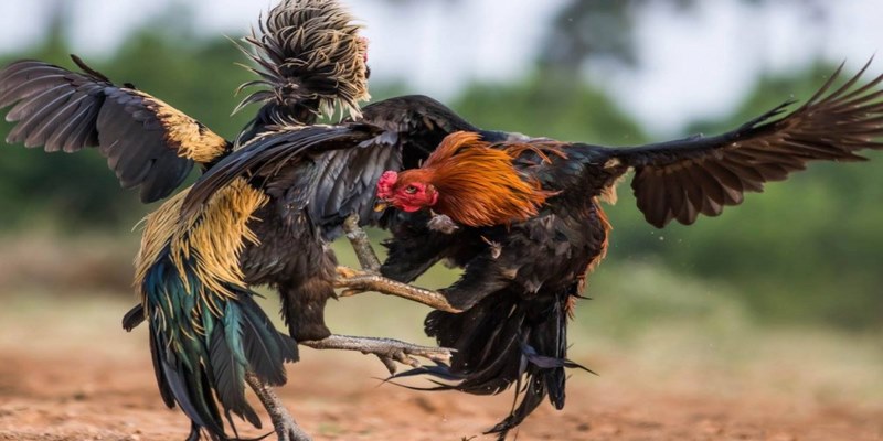 Các loại hình đá gà 58WIN phổ biến nhất hiện nay 