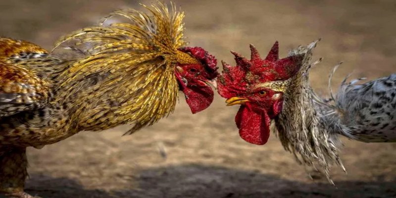 Lưu ý khi áp dụng các chiến lược cá cược đá gà 