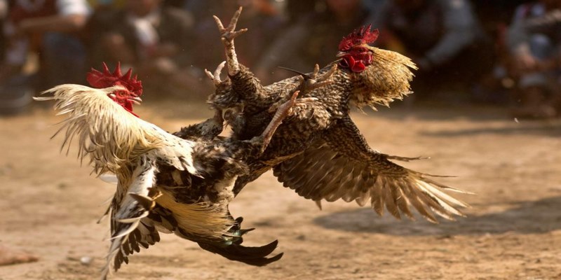 Những điểm nổi bật đá gà 58WIN hiện nay 